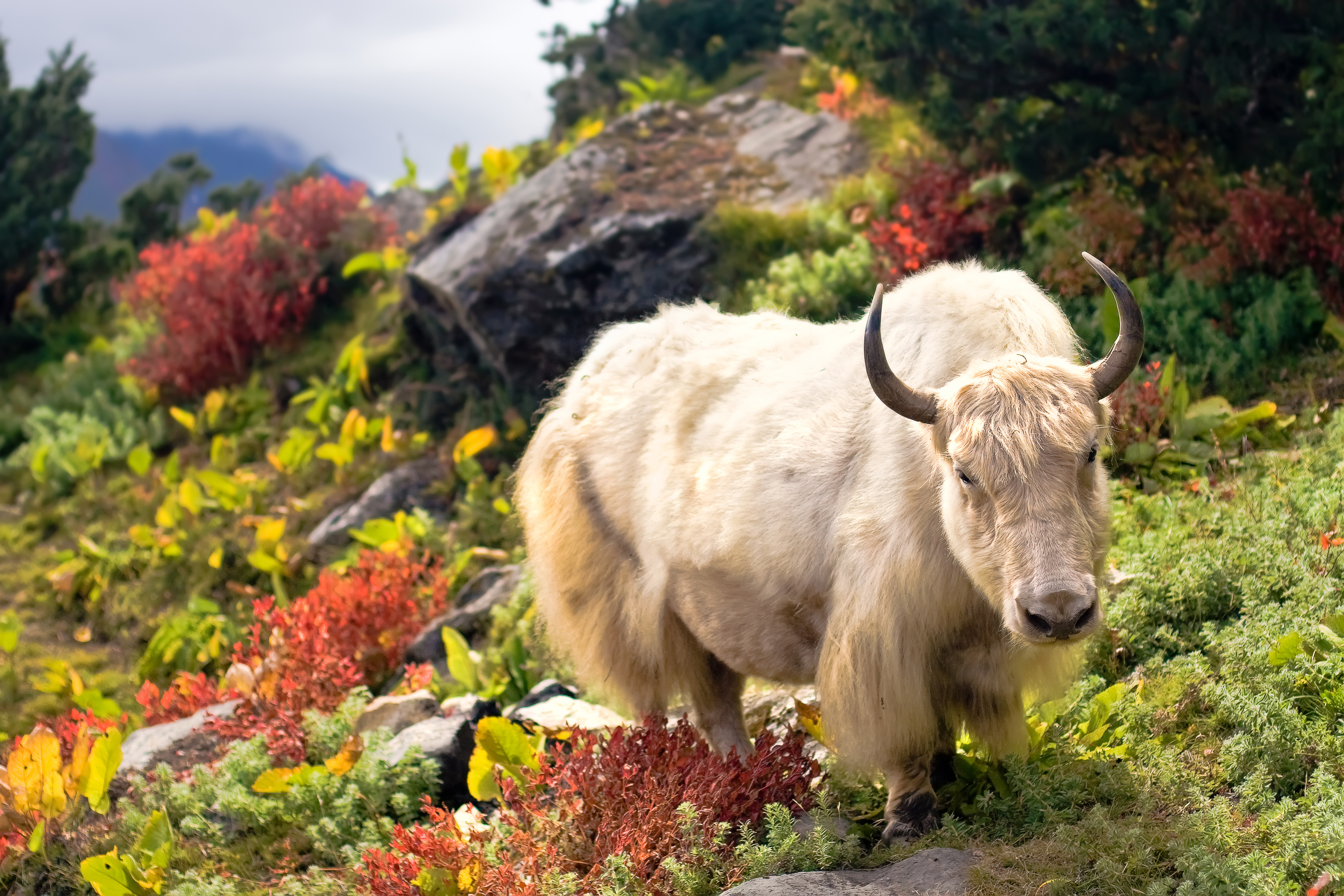 Best ways to send money to Bhutan from Australia (2026)