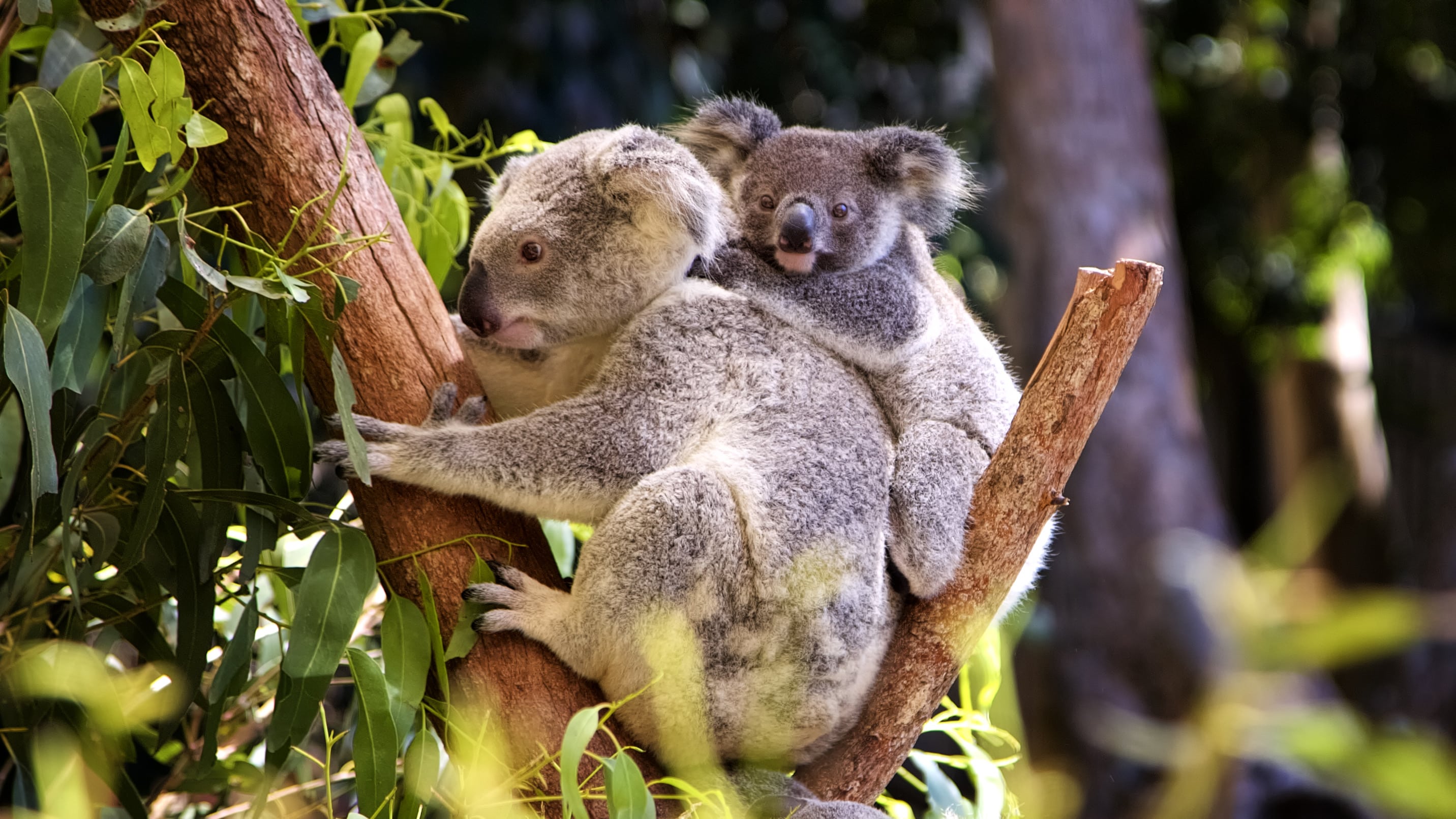 koalas resting on a branch in a forest 2026 03 16 06 35 04 utc