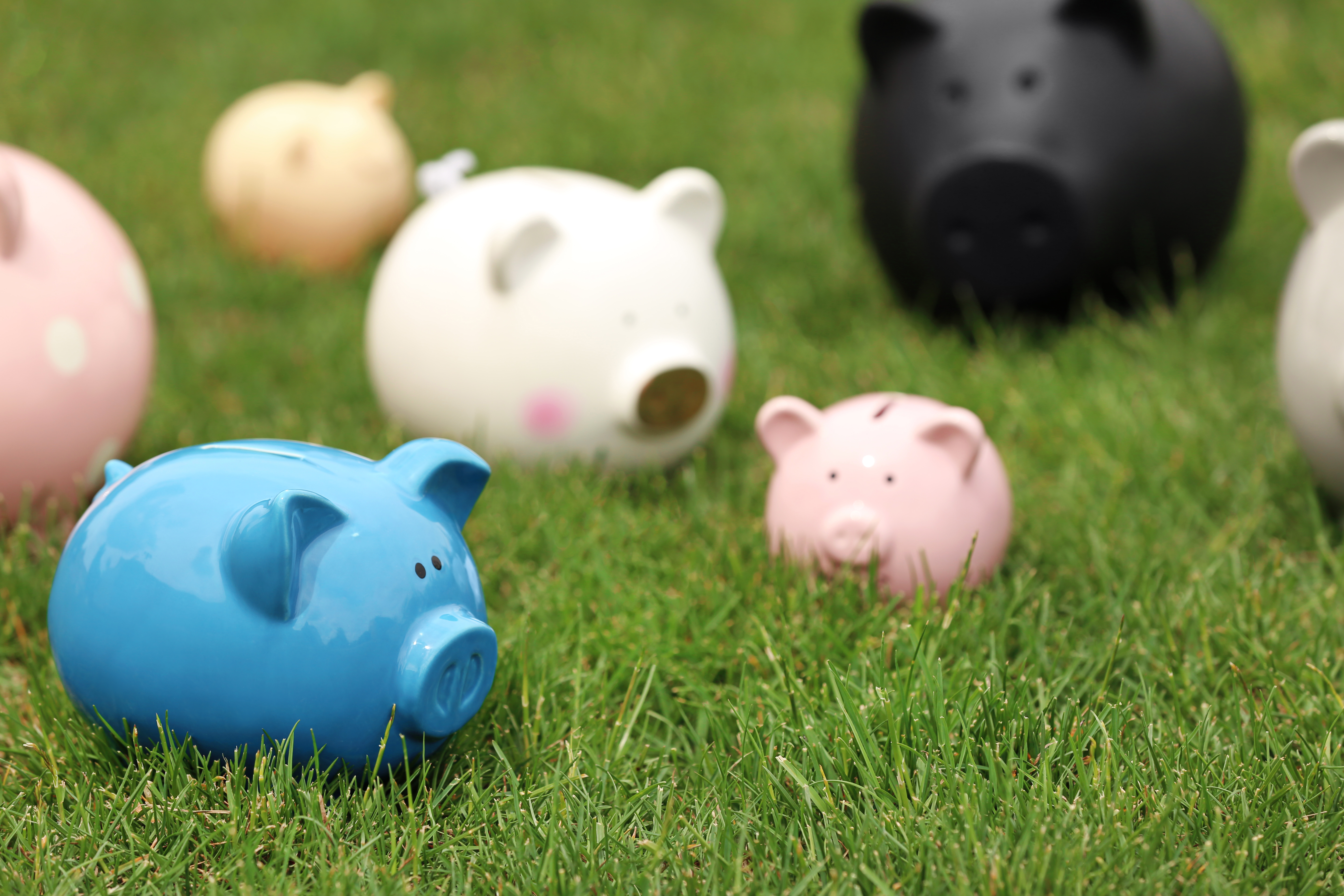 different piggy banks on green grass outdoors 2026 03 19 20 22 56 utc
